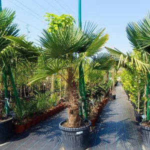 Trachycarpus Fortunei (Palma konopná) kont. C35L/70L, výška kmeňa: 70-80 cm, celková výška: 180-220 cm (-17°C)